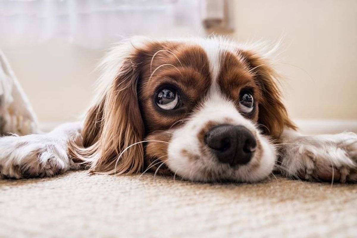 What Type Of Dog To Adopt - Noseospam.com